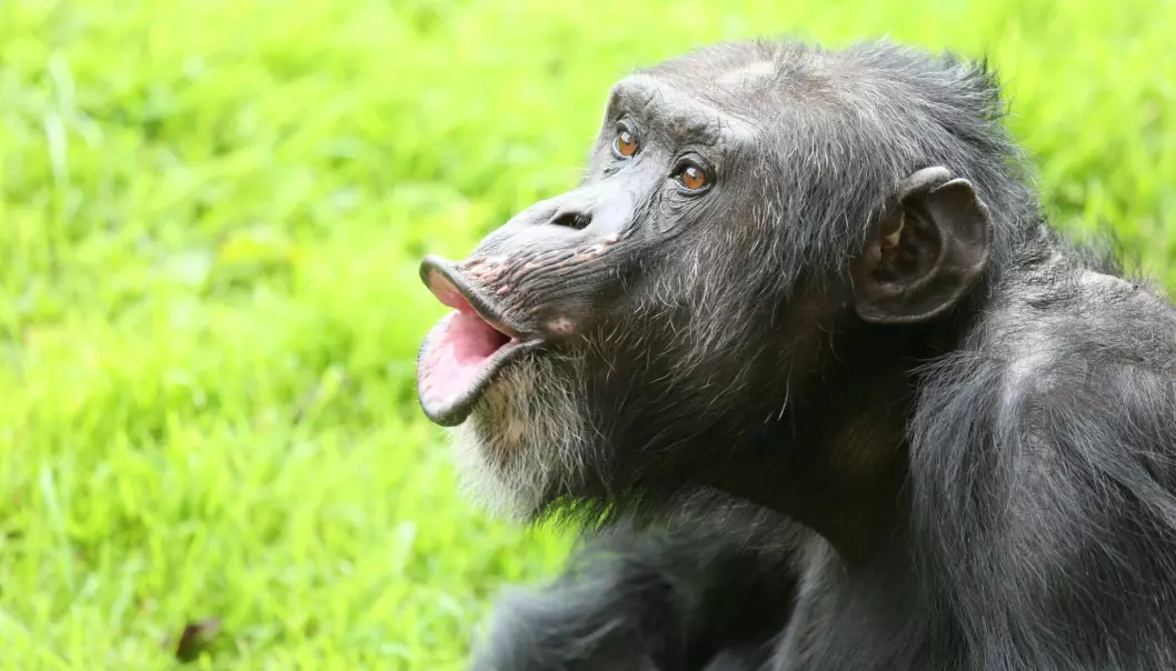 Det tyder på at mennesker mistet de tynne membranene som andre primater har etter at vi ble skilt fra vår nærmeste slektning, sjimpansen, for seks millioner år siden.