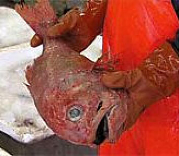 "Orange roughy, Hoplostethus atlanticus. (Foto: WWF-Canon / Richard Wilson)" "Orange roughy, Hoplostethus atlanticus. (Foto: WWF-Canon / Richard Wilson)"