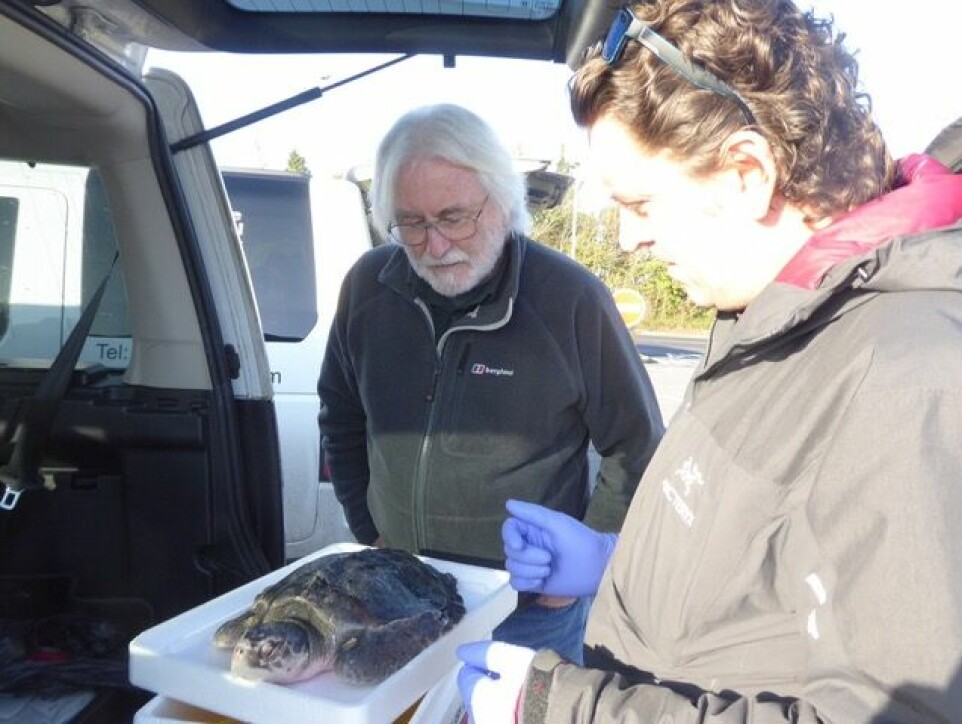 Rod Penrose transfers a deceased Kemp’s Ridley turtle to the Zoological Society of London for further analysis.