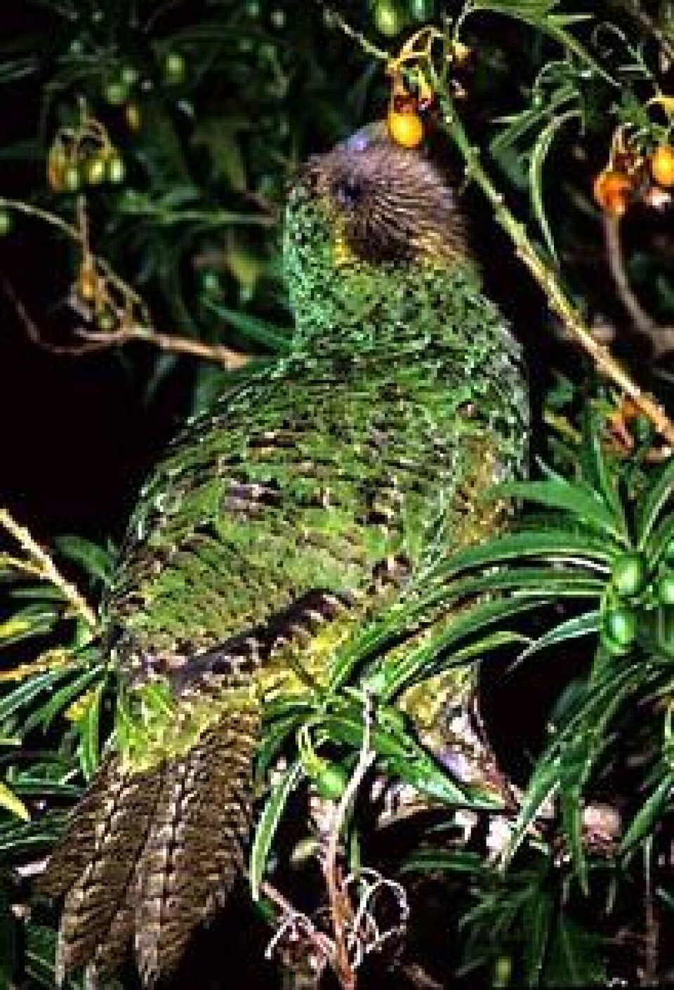 Kakapo, en nattaktiv papegøye fra New Zealand, kan være fugleverdenens blodhund. Men papegøyen er svært sjelden og truet. Forskerne regner med at det finnes mindre enn 100 individer igjen. Foto: Don Merton