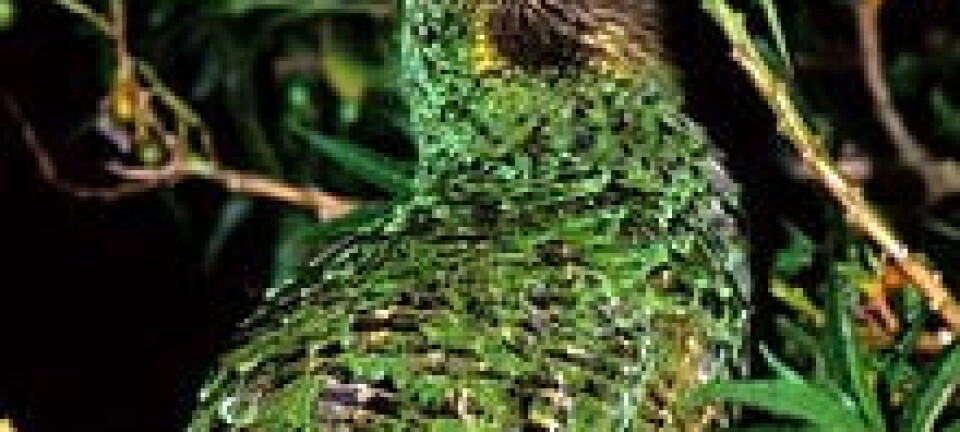 Kakapo, en nattaktiv papegøye fra New Zealand, kan være fugleverdenens blodhund. Men papegøyen er svært sjelden og truet. Forskerne regner med at det finnes mindre enn 100 individer igjen. (Foto: Don Merton)