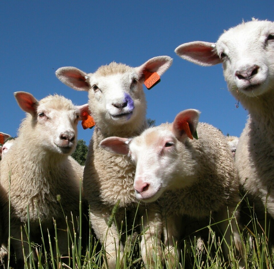 På vanlig utmarksbeite ligger tilveksten på rundt 250 gram per dag. Forskerne vil finne ut om lammene kan oppnå samme tilvekstkurve på inngjerdet beite. (Foto: Jon Schärer)