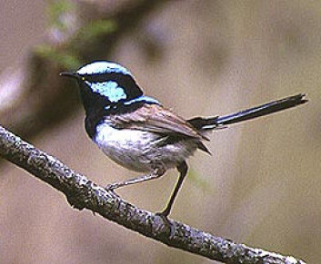 "Australsk superb fairywren." "Australsk superb fairywren."