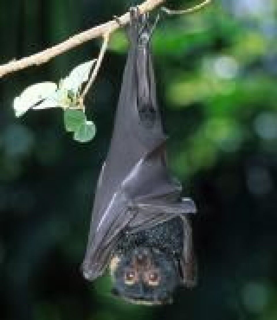 'En av de store flaggermusene som ikke finnes i Norge; en såkalt flying fox.'