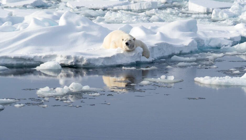 Isbjørn på tur ut mot åpent hav.