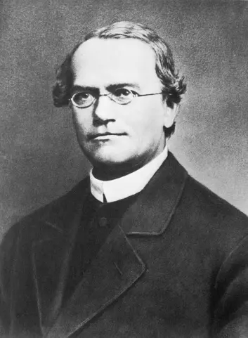 Gregor Mendel (1822-1880) grunnla den moderne genetikken.
