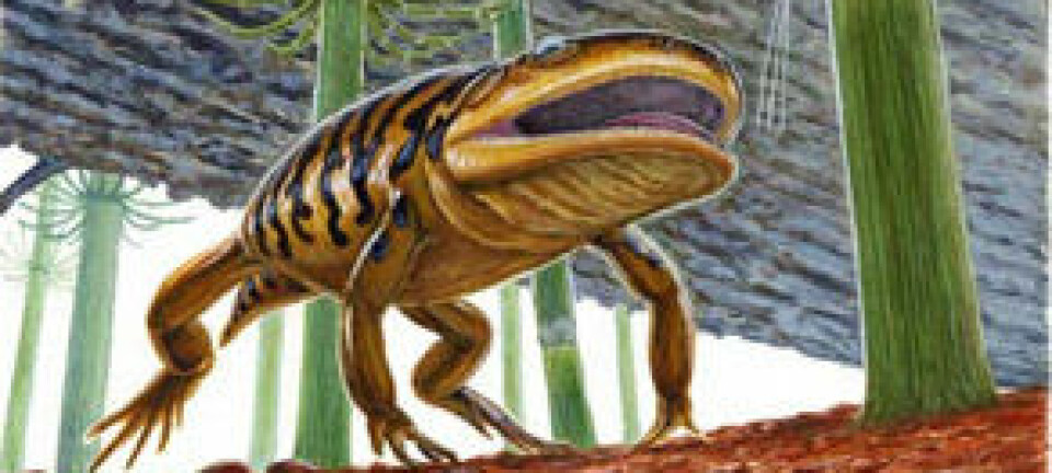 Gerobatrachus hottonii - salamanderkropp og froskehode. Illustrasjon: Michael Skrepnick/University of Calgary.