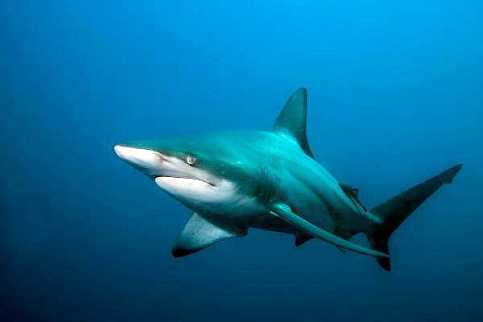 "Haiarten Atlantisk svartstripet hai (Carcharhinus limbatus) har evnen til å befrukte seg selv, ifølge den nye studien. (Foto. Stone brook University)" "Haiarten Atlantisk svartstripet hai (Carcharhinus limbatus) har evnen til å befrukte seg selv, ifølge den nye studien. (Foto. Stone brook University)"