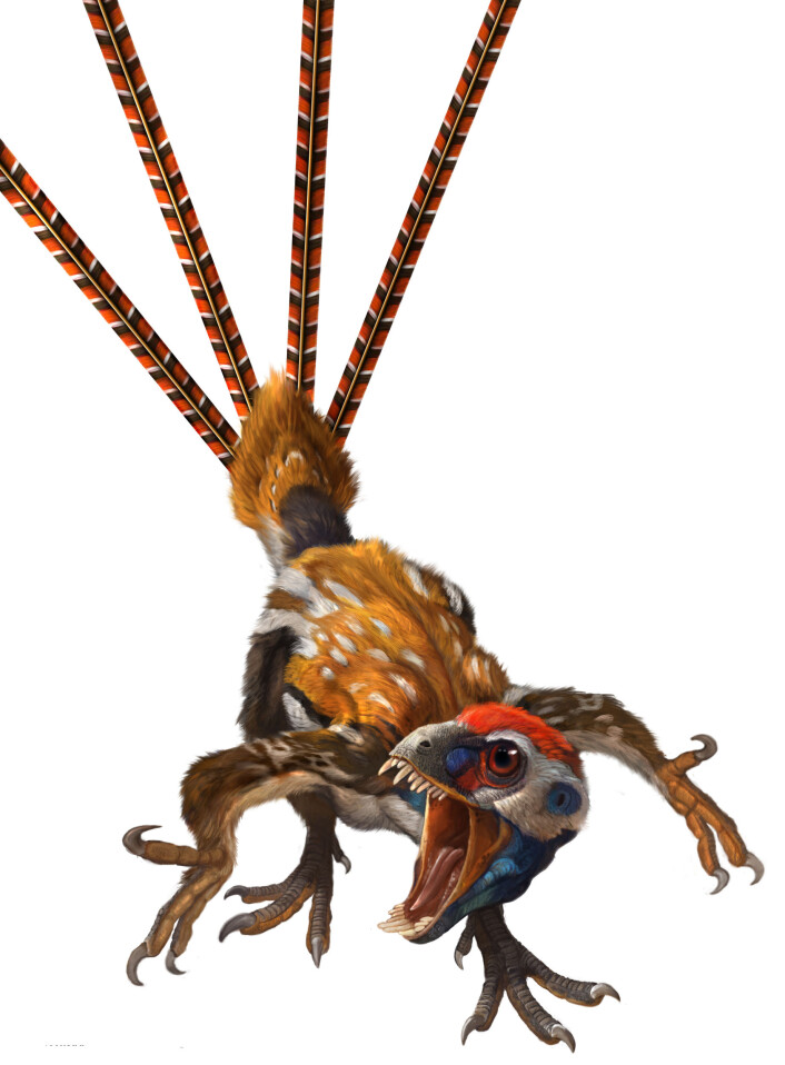 Epidexipteryx hui. (Illustrasjon: Qui Ji & Xing Lida) Epidexipteryx hui. (Illustrasjon: Qui Ji & Xing Lida)