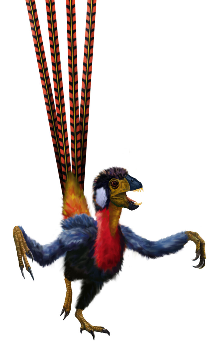 Epidexipteryx hui. (Illustrasjon: Qui Ji & Xing Lida) Epidexipteryx hui. (Illustrasjon: Qui Ji & Xing Lida)