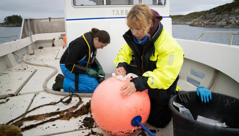 Researcher Lise Doksæter Sovle (right) and postdoctoral researcher Kate McQueen (left) and researcher Lise Doksæter Sivle (right) clean equipment for field work in Bakkasund in Austevoll.