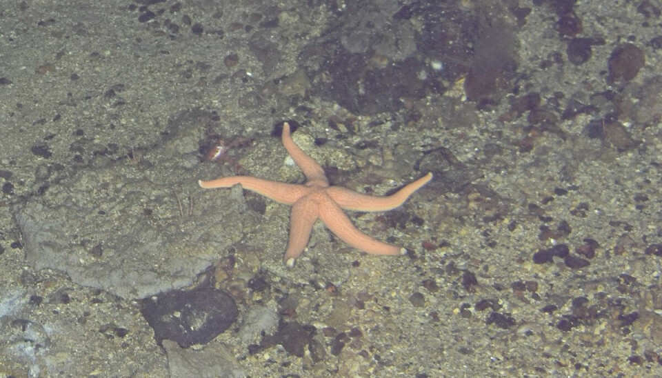 Starfish caught on camera by the ocean observatory.