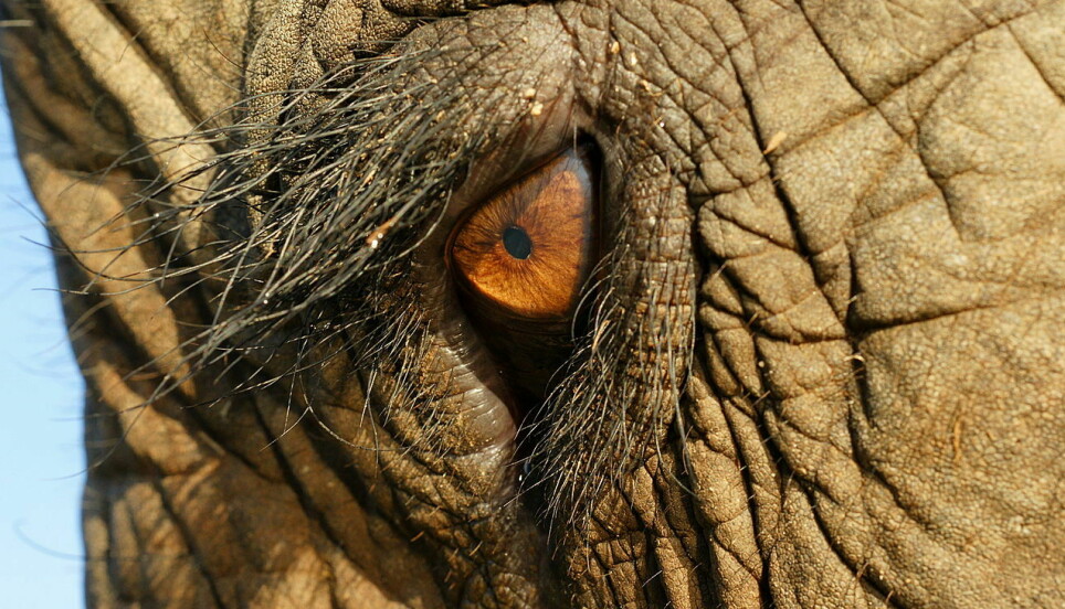 Skjønner elefanter hva det betyr å være død?