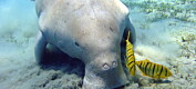 Forskere erklærer dugongen som utryddet i Kina