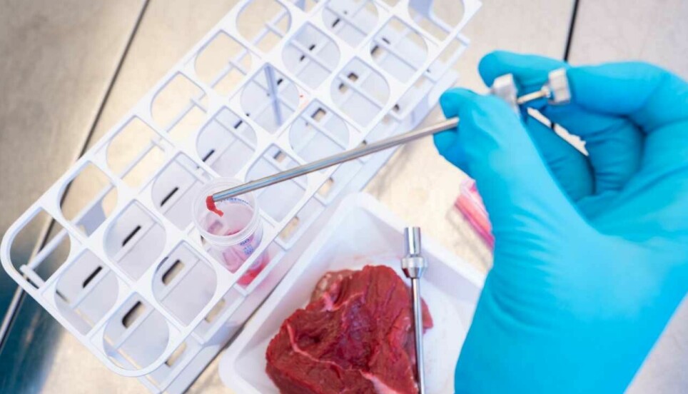Små mengder kjøttvev fra en nyslaktet ytrefilet kan i fremtiden gi store mengder dyrket kjøtt. På et laboratorium på Nofima forsker de på dyrket kjøtt.