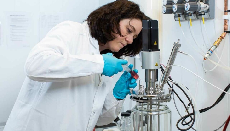 Sissel Beate Rønning fra Nofima dyrker muskelceller i bioreaktorer på laboratoriet.
