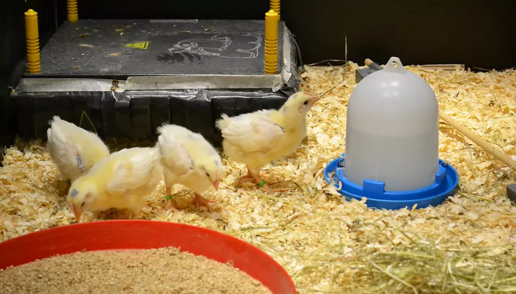 Svenske forskere har lagd lekeplasser for kyllinger i fangeskap. Da ser de at de er veldig glad i å leke.