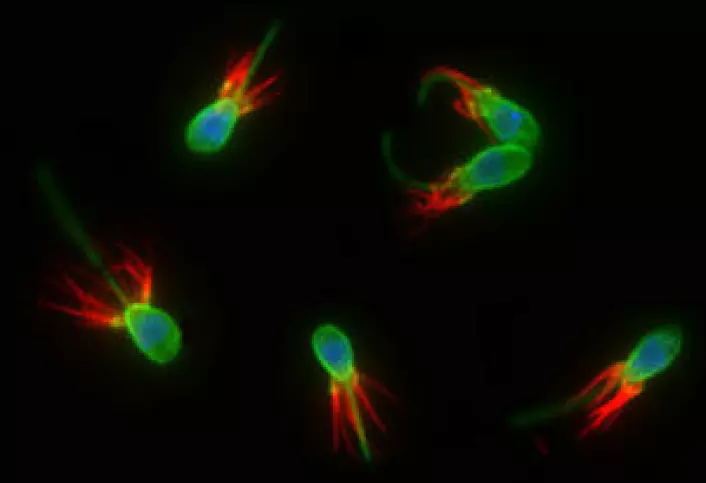"Dette er krageflagellater. De er encellede organismer og de nærmeste nålevende slektningene til dyr. Den lange grønne flagellen (halen) brukes til svømming og mating, den røde kragen av tentakler som omkranser flagellen fanger bakterier, mens kjernen i den encellde organismen er markert med blått. (Foto: Nicole King lab/UC Berkeley)"