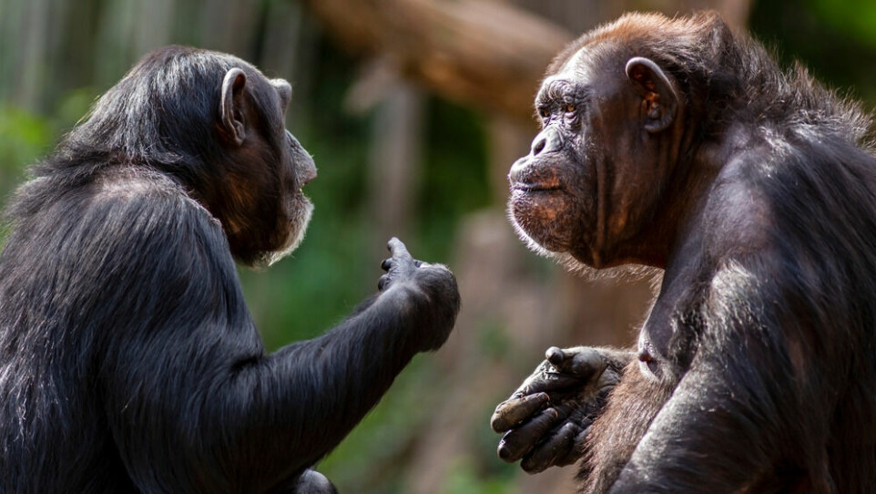 Sjimpanser kan også finne på å klappe, men ikke på samme måte som mennesker.