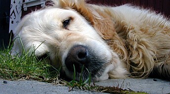 Lite mosjon kan bidra til at hunden din blir dement