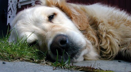Lite mosjon kan bidra til at hunden din blir dement Lite mosjon kan bidra til at hunden din blir dement
