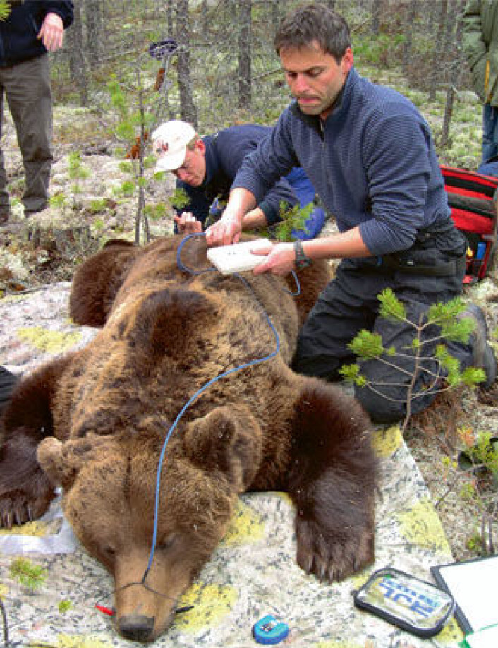 Hannbjørnen går over bamselik for å spre genene sine. Her måler forsker Andreas Zedrosser (t.h.) og veterinær Knut Madslien andelen kroppsfett på en stor hannbjørn. (Foto: Sven Brunborg) Hannbjørnen går over bamselik for å spre genene sine. Her måler forsker Andreas Zedrosser (t.h.) og veterinær Knut Madslien andelen kroppsfett på en stor hannbjørn. (Foto: Sven Brunborg)