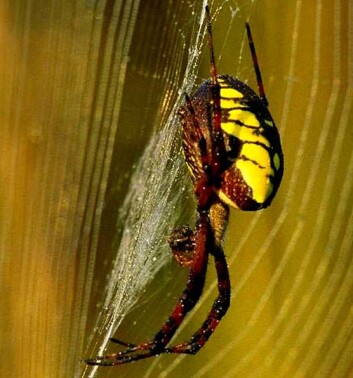 "Argiope aurantia." "Argiope aurantia."