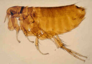 "Fugleloppa Ceratophyllus gallinae." "Fugleloppa Ceratophyllus gallinae."