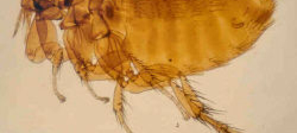 "Fugleloppa Ceratophyllus gallinae er brunsvart, to - tre millimeter lang, og sammentrykt fra sidene slik at de seks bena synes å være festet på den ene siden av kroppen. (Foto: Reidar Mehl, Folkehelseinstituttet)"