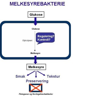 Melkesyren dannes i glukolysen. Melkesyren dannes i glukolysen.