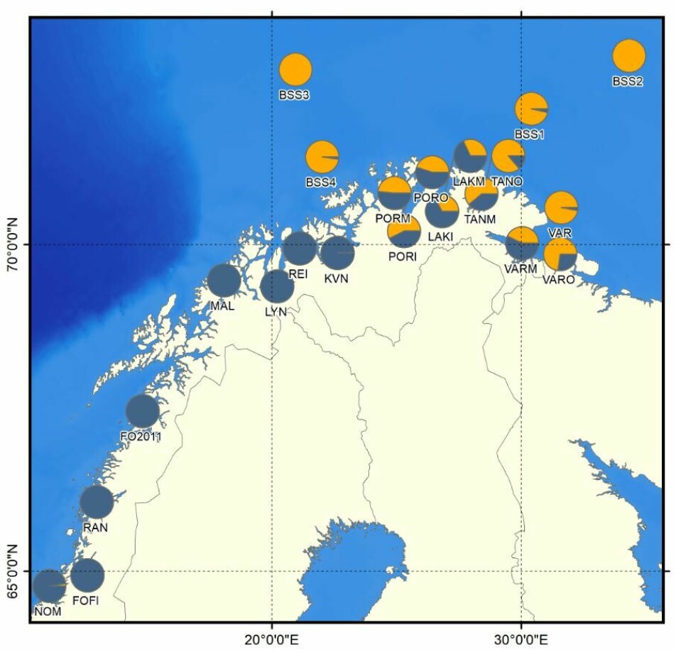 Genetisk fordeling av dypvannsreke. Reker fra fjorder (blå) i områdene fra Kvænangen i Troms til Namsos i Trøndelag skiller seg klart fra barentshavsrekene (oransje). Reker i fjordene i Finnmark viste seg å være en blanding mellom fjordrekene og barentshavsrekene.