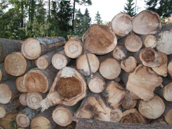 Ved å bryte ned ved i røtter og stamme av gran, forårsaker rotkjuke et tap på rundt 100 mill kr. i våre skoger hvert år. (Foto: Halvor Solheim, Skog og landskap) Ved å bryte ned ved i røtter og stamme av gran, forårsaker rotkjuke et tap på rundt 100 mill kr. i våre skoger hvert år. (Foto: Halvor Solheim, Skog og landskap)
