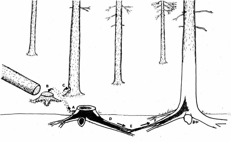 'Rotkjukespredning. (Tegning: Halvor Solheim, Skog og landskap)'