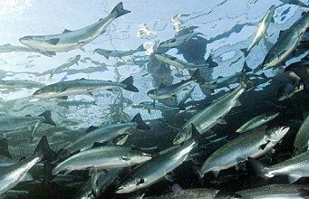 Fiskevelferdsseminaret 2022: Dyrevelferd i havet –velferd på gyngende grunn