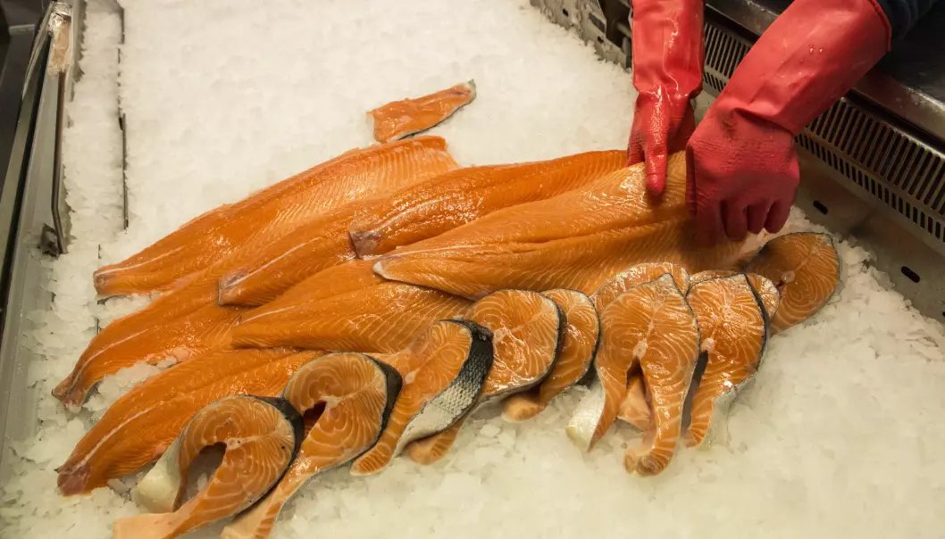 Over 14.000 oppdrettsfisk ble sjekket i undersøkelsen gjort av Havforskningsinstituttet.
