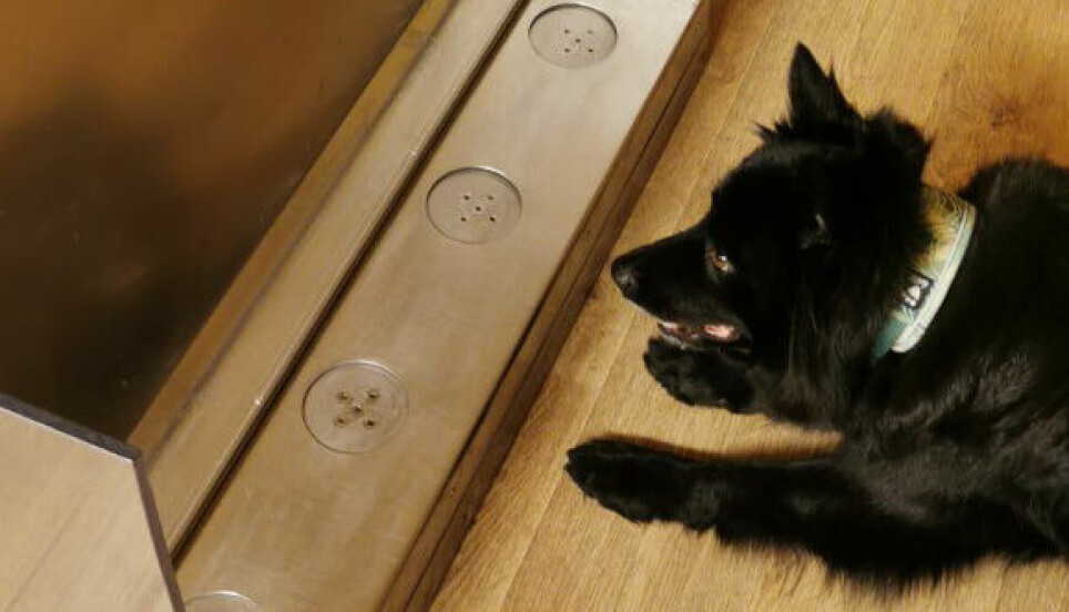 Hunden Akira markerer under trening i kontrollerte forhold.