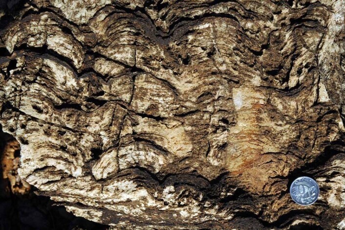"Forskerne mener å ha funnet fossiler av hittil ukjente organismer. Foto: University of Melbourne" "Forskerne mener å ha funnet fossiler av hittil ukjente organismer. Foto: University of Melbourne"