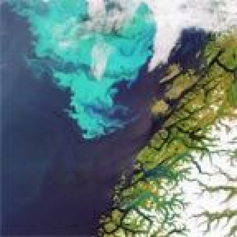 'Den nye satellitten vil kunne se hav og land i farger. Da vil algeoppblomstringer som denne utenfor kysten av Norge være lett synlige. Bildet er tatt av jordobservasjonssatellitten Envisat. (Foto: ESA)'