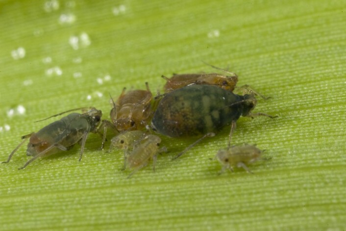 "Skadeinsekter som Rhopalosiphum padi, en bladlus som lever på maisplanter, har mindre sex når de befinner seg i landbruksområder, ifølge en studie gjort i Australia. Foto: University of Melbourne" "Skadeinsekter som Rhopalosiphum padi, en bladlus som lever på maisplanter, har mindre sex når de befinner seg i landbruksområder, ifølge en studie gjort i Australia. Foto: University of Melbourne"