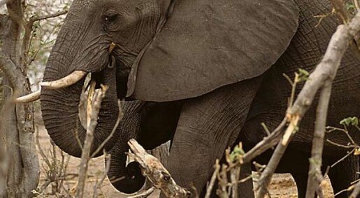 Elefanter som naturforvaltere