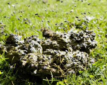 (Illustrasjonsfoto: www.colourbox.no) (Illustrasjonsfoto: www.colourbox.no)