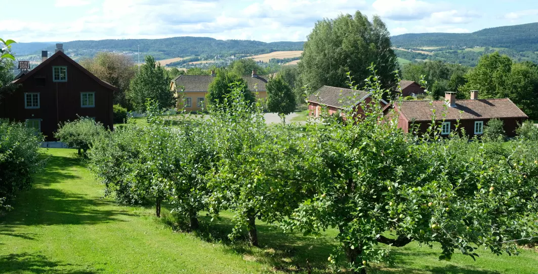 På Lier bygdetun tar de vare på gamle eplesorter. Det finnes 27 klonarkiver rundt om i landet med ansvar for bevaring av norske sorter frukt, bær, grønnsaker og planter.