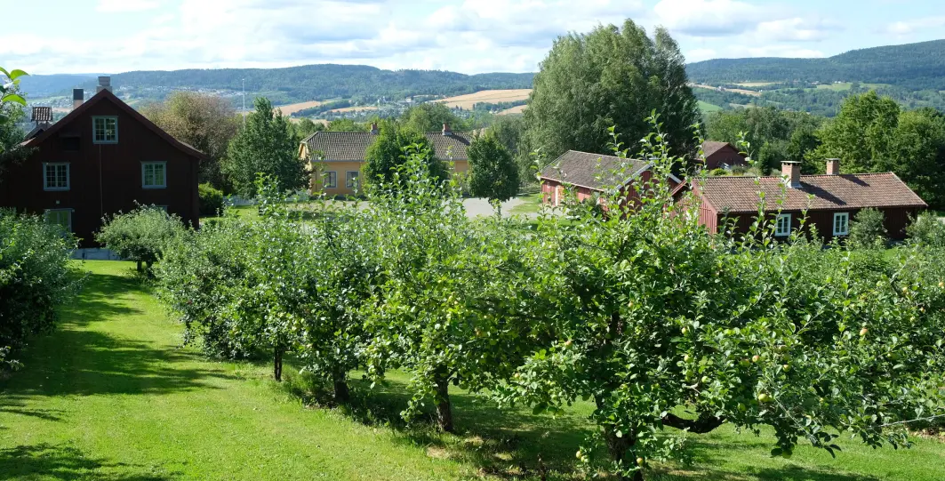 På Lier bygdetun tar de vare på gamle eplesorter. Det finnes 27 klonarkiver rundt om i landet med ansvar for bevaring av norske sorter frukt, bær, grønnsaker og planter. På Lier bygdetun tar de vare på gamle eplesorter. Det finnes 27 klonarkiver rundt om i landet med ansvar for bevaring av norske sorter frukt, bær, grønnsaker og planter.
