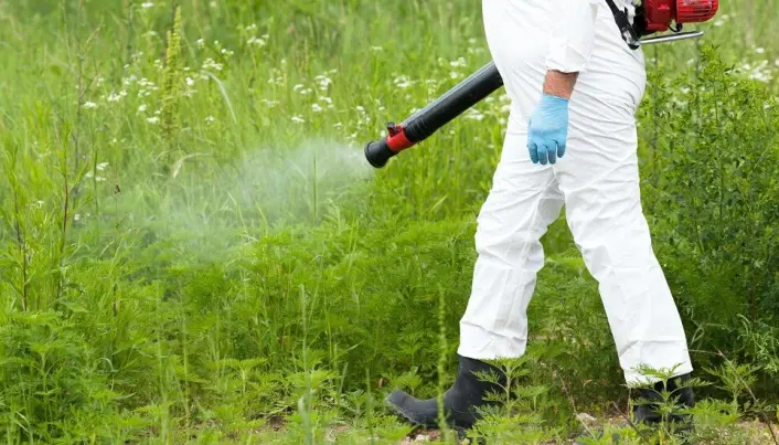 Beiskambrosia hører egentlig hjemme i deler av Nord-Amerika, men har nå spredd seg til store deler av Europa. Her bekjempes planten aktivt, uten at det har stanset den. Beiskambrosia hører egentlig hjemme i deler av Nord-Amerika, men har nå spredd seg til store deler av Europa. Her bekjempes planten aktivt, uten at det har stanset den.