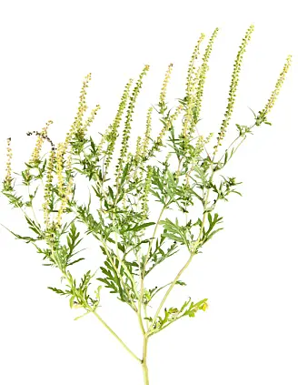 Beiskambrosia (<span class=" italic" data-lab-italic_desktop="italic">Ambrosia artemisiifolia</span>) har tilpasset seg forholdene i Europa og sprer seg raskt. Beiskambrosia (<span class=" italic" data-lab-italic_desktop="italic">Ambrosia artemisiifolia</span>) har tilpasset seg forholdene i Europa og sprer seg raskt.