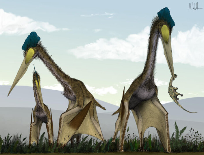 "Ei gruppe Quetzalcoatlus-øgler, en type kjempeazhdarchid, spaserer rundt på en bregneslette, på jakt etter babydinosaurer til lunsj. (Foto: Mark Witton)" "Ei gruppe Quetzalcoatlus-øgler, en type kjempeazhdarchid, spaserer rundt på en bregneslette, på jakt etter babydinosaurer til lunsj. (Foto: Mark Witton)"