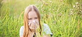 Plagsom plante kan forlenge pollensesongen