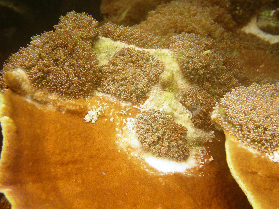 'Bildet viser opprinnelige koraller (Montipora capitata) som invaderes av Rhodactis howesii. (Foto: Thierry M. Work, USGS)'