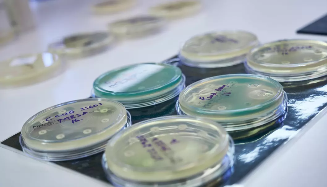Bakterieskåler på laben. Forskere overvåker antibiotikaresistens hos bakterier fra dyr og mat i Norge.