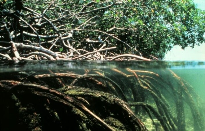 "Mangroveskog vokser både over og under vann. (Foto: Wikimedia Commons)" "Mangroveskog vokser både over og under vann. (Foto: Wikimedia Commons)"